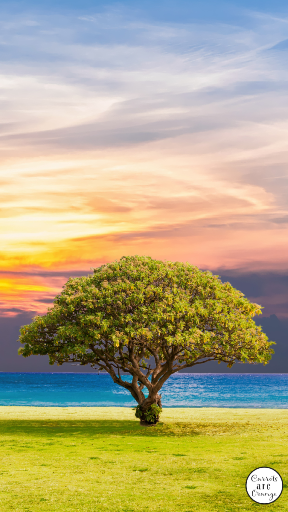 Ciclo de vida de un árbol Lección y recursos